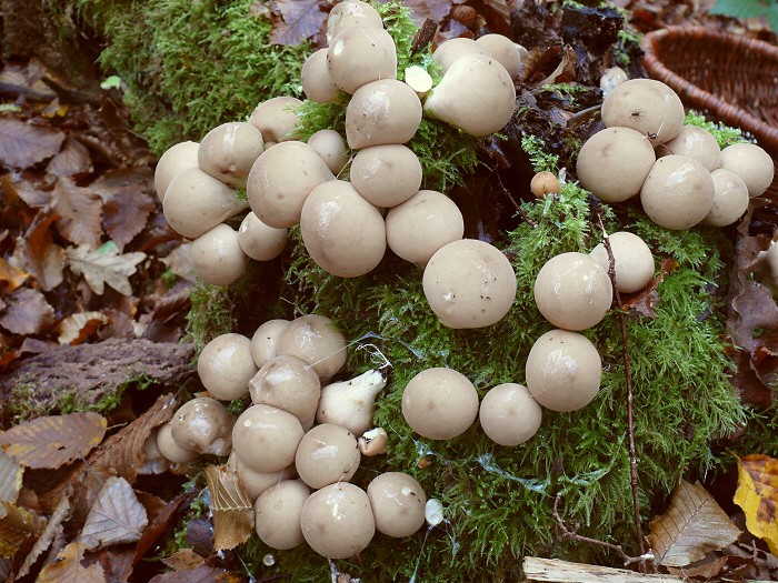 MorganellaPyriforme cc